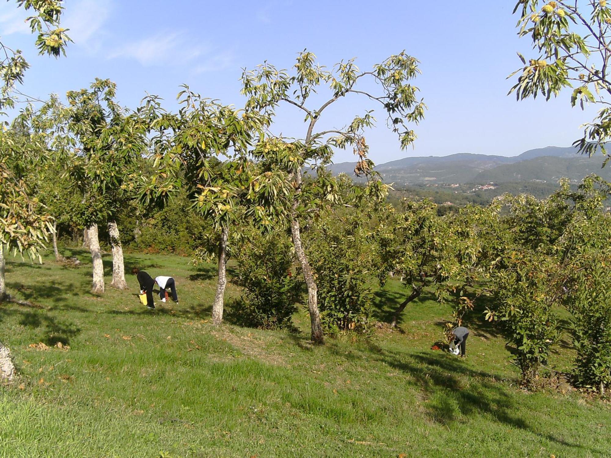 Agriturismo La Casina Villa Caprese Michelangelo Exterior foto